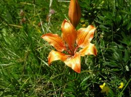 lilium